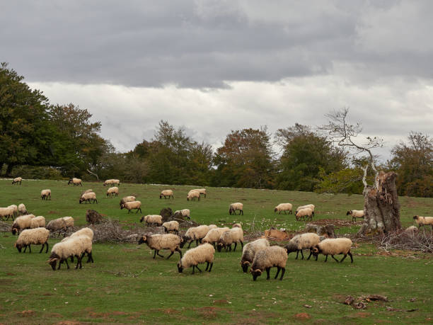 istock Sheep fron Sierra Urbasa. 1440196414