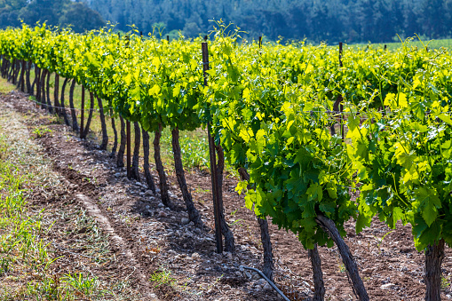 Rows of vines with young green leaves. Spring vineyard Israel