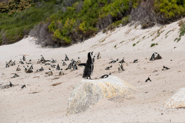 African penguins colony at Boulders beach stock photo