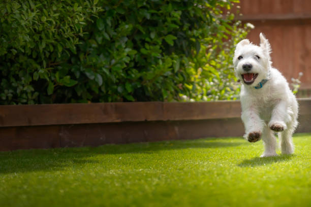 istock Six month old White Jackapoo puppy cub - a cross between a Jack Russell and a Poodle - running in his garden 1440197400
