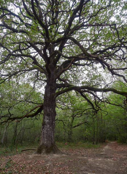 istock Route of the ancient oaks, Etxarri-Aranatz 1440197473