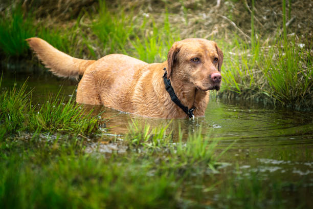 Fox Red Labrador in the water staring at something out of image.  Water drops from his face