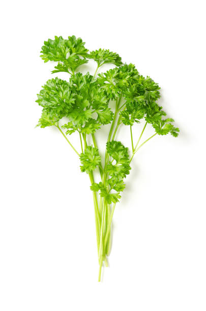 곱슬 파슬리의 무리, 신선한 곱슬 잎 파슬리, 위에서 - parsley 뉴스 사진 이미지