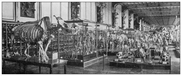 illustrations, cliparts, dessins animés et icônes de image ancienne : galerie de paléontologie et d’anatomie comparée, muséum national d’histoire naturelle, paris - museum