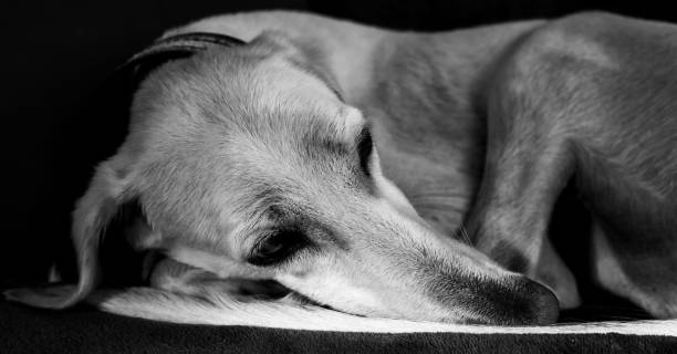 istock The Royal Saluki 1440199822