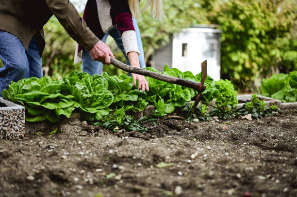 istock senior man with daughter digging the garden soil with a spud. 1440200251