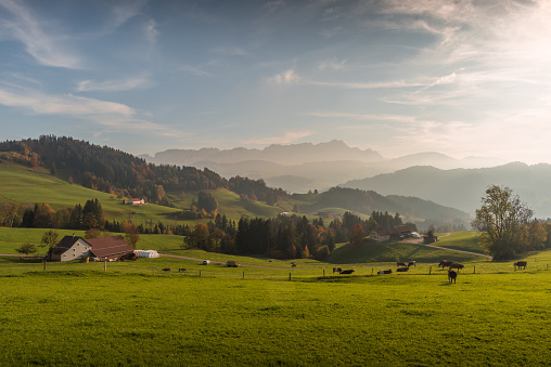 Panoramic view towards Alpstein with Saentis summit in the Appenzeller Alps, farm houses, pasture with cows and meadows in foreground. Canton Appenzell Innerrhoden, Switzerland