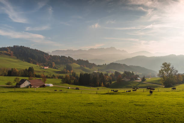 Appenzellerland with view towards Alpstein and Saentis summit, Canton Appenzell Innerrhoden, Switzerland Panoramic view towards Alpstein with Saentis summit in the Appenzeller Alps, farm houses, pasture with cows and meadows in foreground. Canton Appenzell Innerrhoden, Switzerland appenzell stock pictures, royalty-free photos & images