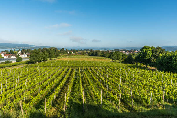 istock Reichenau Island, Baden-Wuerttemberg, Germany 1440200679