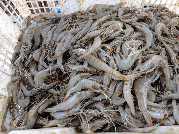 Shrimp bought by collectors from the catch of local farmers Shrimp bought by collectors from the catch of local farmers latar belakang stock pictures, royalty-free photos & images