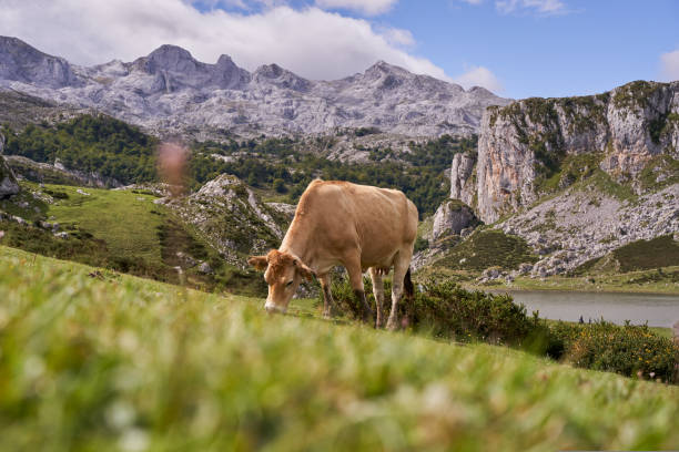 高山山脈のふもとにある牧草地で放牧している牛。アルプスの野生の家畜。 - switzerland european alps mountain alpenglow ストックフォトと画像