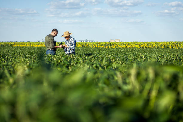istock Two farmers in a field examining soy crop. 1440202195