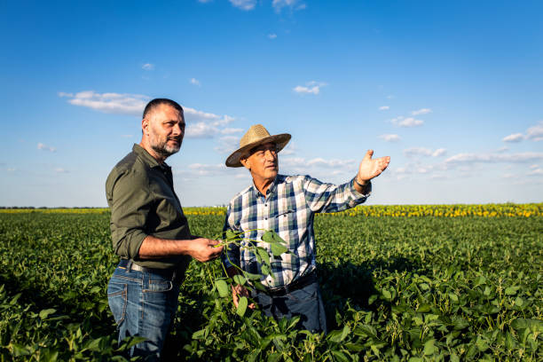 istock Two farmers in a field examining soy crop. 1440202258