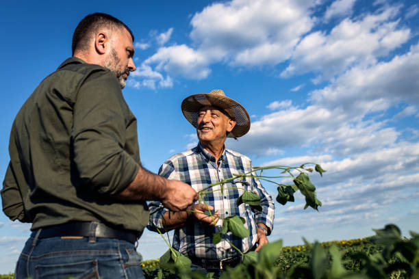 istock Two farmers in a field examining soy crop. 1440202262