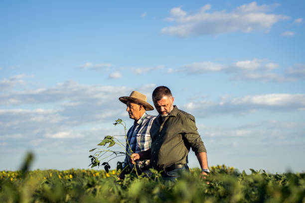 istock Two farmers in a field examining soy crop. 1440202324