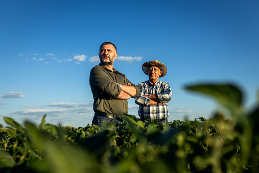 Dos agricultores en un campo examinando el cultivo de soja. photo