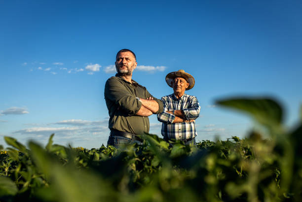 due agricoltori in un campo che esamina il raccolto di soia. - farmer foto e immagini stock