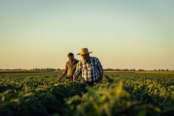 istock Two farmers in a field examining soy crop. 1440202413