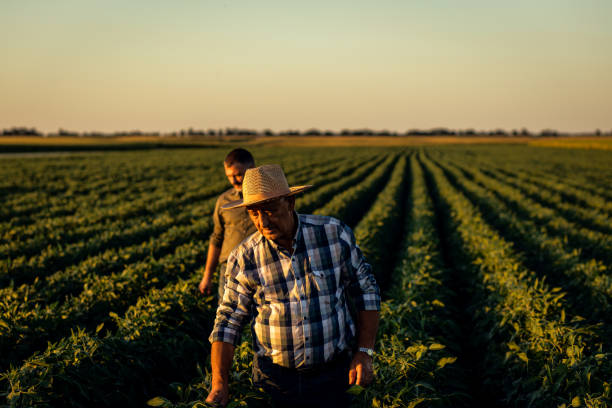 istock Two farmers in a field examining soy crop. 1440202436