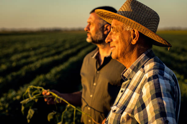 istock Two farmers in a field examining soy crop. 1440202438