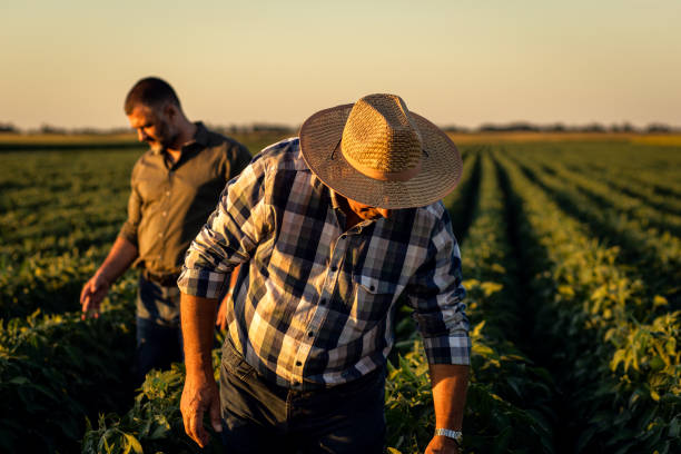 istock Two farmers in a field examining soy crop. 1440202440