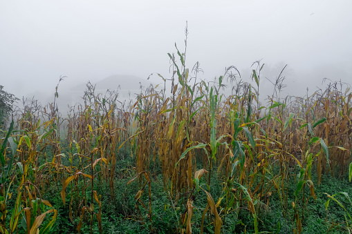 Magelang, Central Java, Indonesia, Corn field view in the foggy morning after the Harvest.