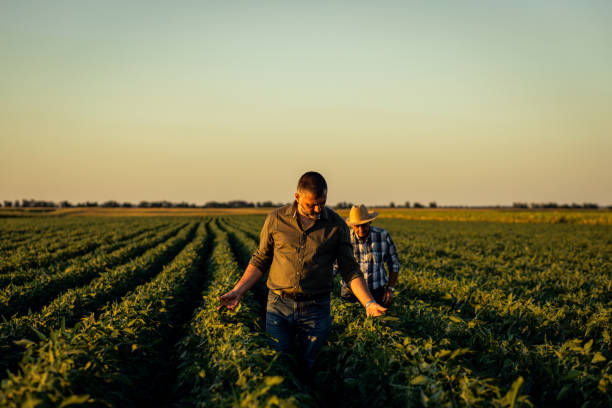istock Two farmers in a field examining soy crop. 1440202529