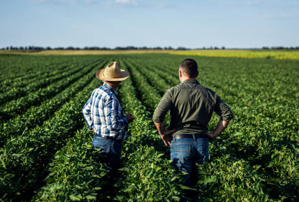 istock Two farmers in a field examining soy crop. 1440203052