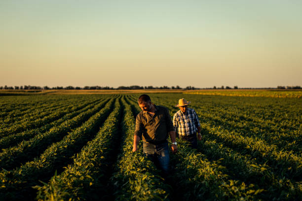 istock Two farmers in a field examining soy crop. 1440203061
