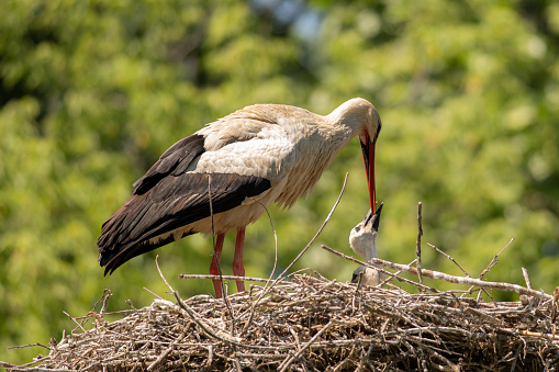 white stork against a clear blue sky