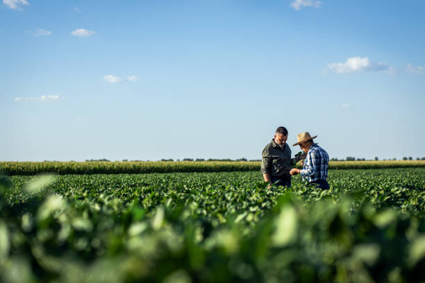 istock Two farmers in a field examining soy crop. 1440203204