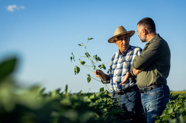 istock Two farmers in a field examining soy crop. 1440203238