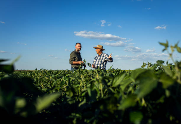 istock Two farmers in a field examining soy crop. 1440203243