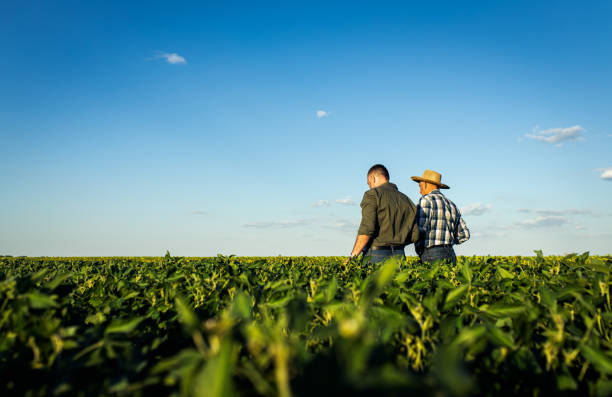 istock Two farmers in a field examining soy crop. 1440203265