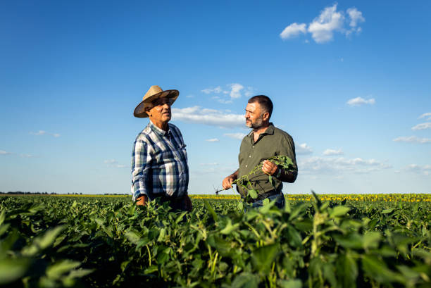 istock Two farmers in a field examining soy crop. 1440203267