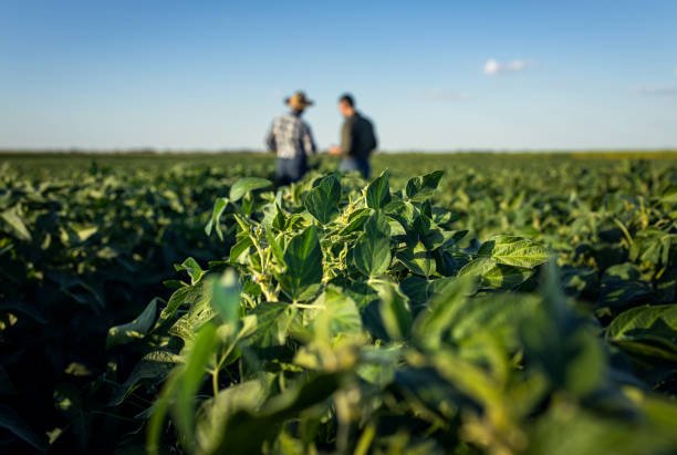 Two farmers in a field examining soy crop.