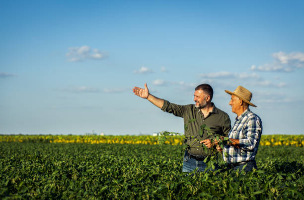 istock Two farmers in a field examining soy crop. 1440203327