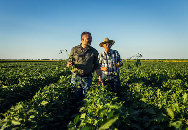 istock Two farmers in a field examining soy crop. 1440203377