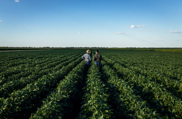 Two farmers in a field examining soy crop.