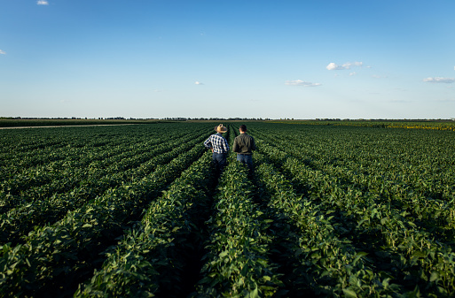 Rear view of two farmers in a field examining soy crop.