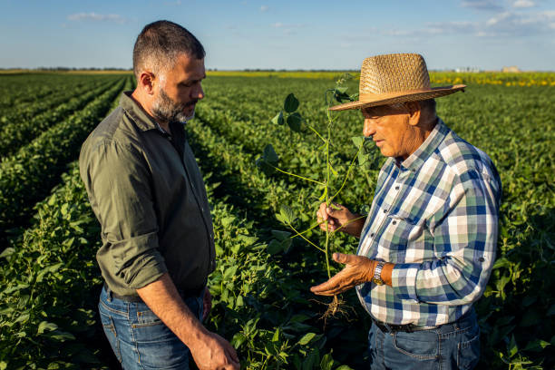 istock Two farmers in a field examining soy crop. 1440203438