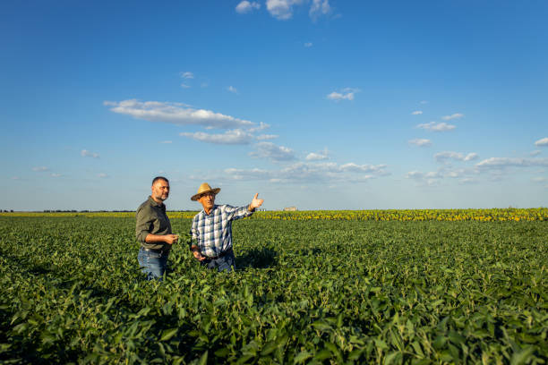 istock Two farmers in a field examining soy crop. 1440203505