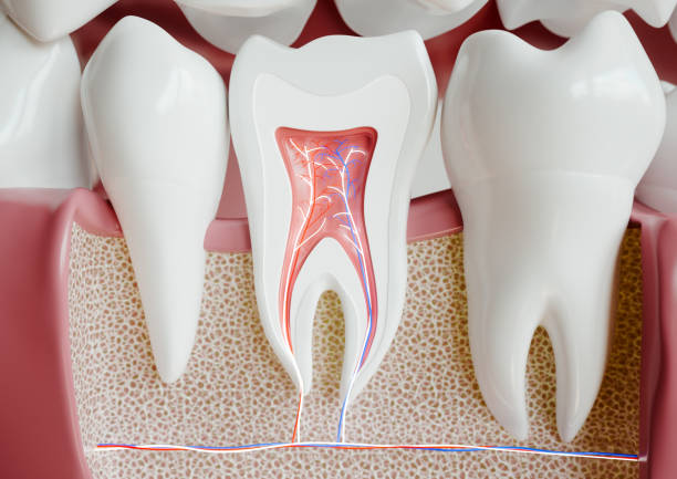 anatomie d’une dent avec dentition complète - 3d rendering - pulpe photos et images de collection