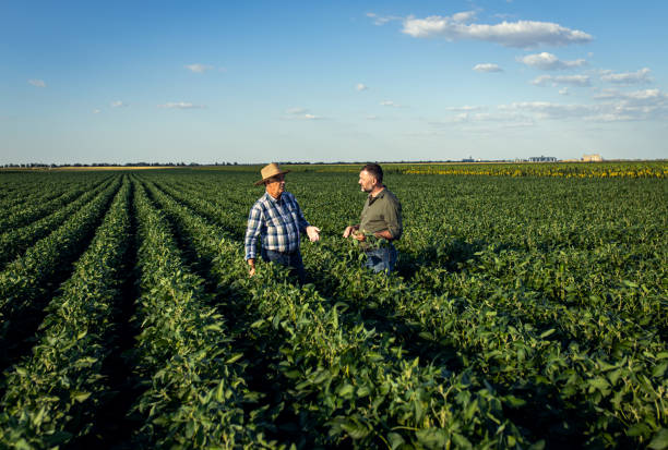 istock Two farmers in a field examining soy crop. 1440203631