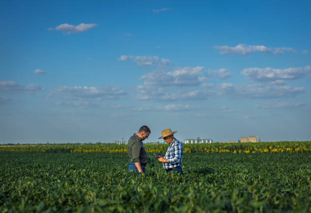 istock Two farmers in a field examining soy crop. 1440203887
