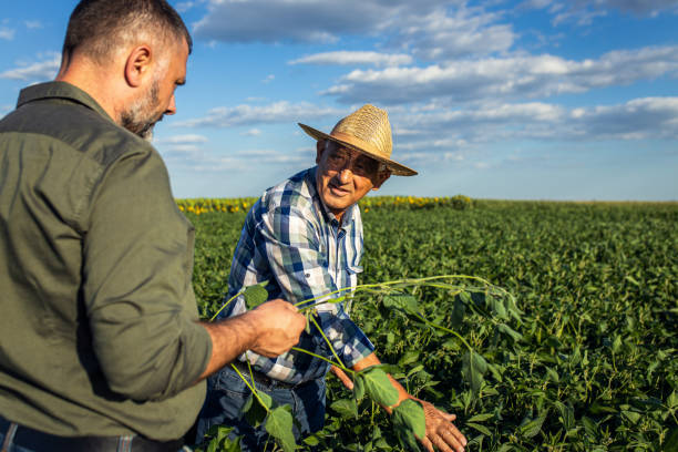 istock Two farmers in a field examining soy crop. 1440203897