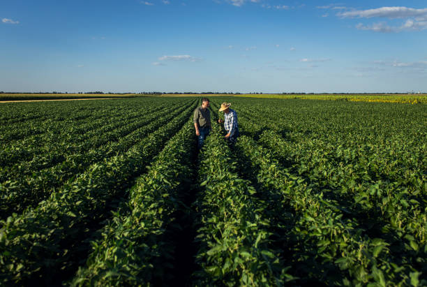 istock Two farmers in a field examining soy crop. 1440203920