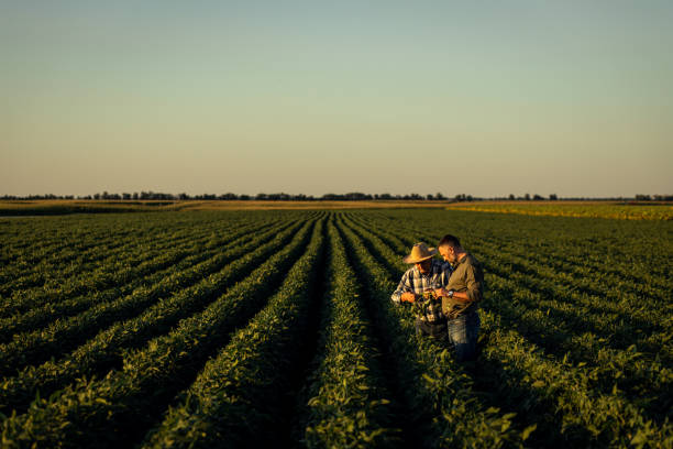 istock Two farmers in a field examining soy crop. 1440204102