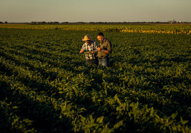 istock Two farmers in a field examining soy crop. 1440204110