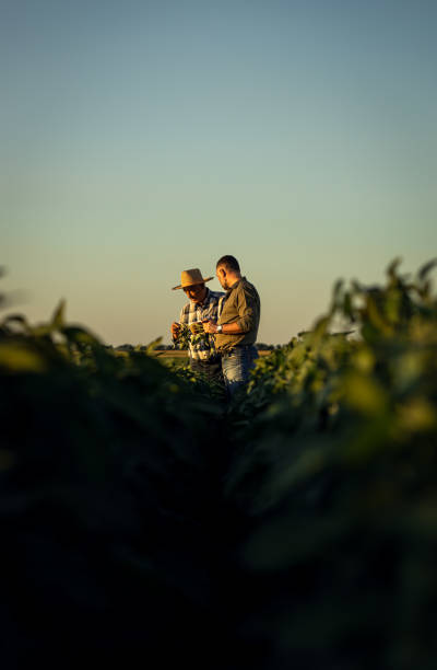 due agricoltori in un campo che esamina il raccolto di soia. - field vertical agriculture crop foto e immagini stock
